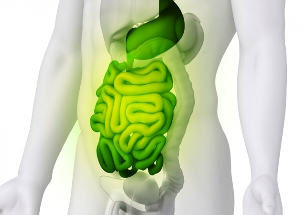 &Epsilon;&Lambda;&Kappa;&Omega;&Delta;&Eta;&Sigma; &Kappa;&Omicron;&Lambda;&Iota;&Tau;&Iota;&Delta;&Alpha;